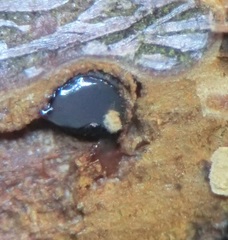 Phragmoporthe conformis