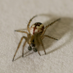 Mangora acalypha