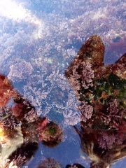 Ellisolandia elongata