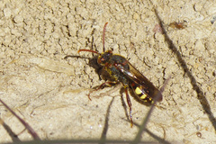 Nomada leucophthalma