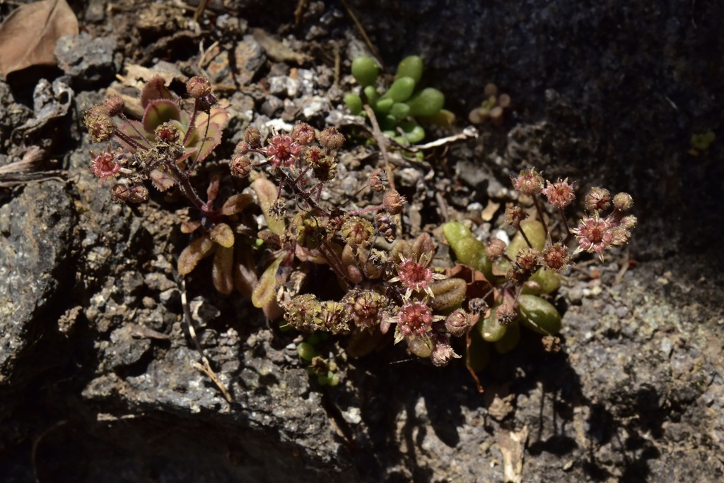 Monanthes praegeri Bramwell