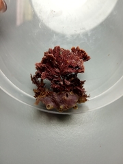 Ellisolandia elongata