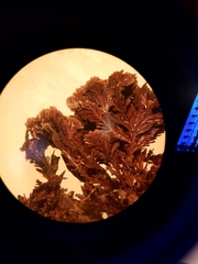 Ellisolandia elongata