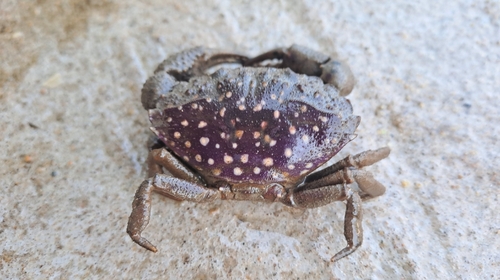 カノコセビロガニ