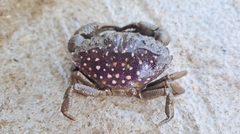 カノコセビロガニ