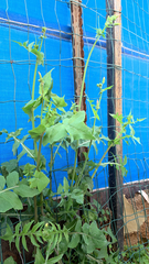 Sonchus oleraceus