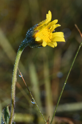 Othonna rufibarbis