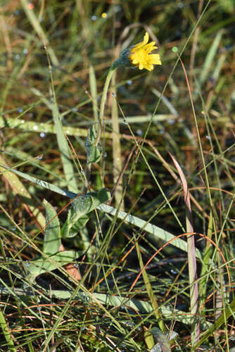 Othonna rufibarbis