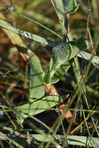 Othonna rufibarbis