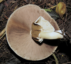 Agaricus endoxanthus