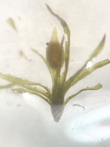 astomum moss (Astomum phascoides)