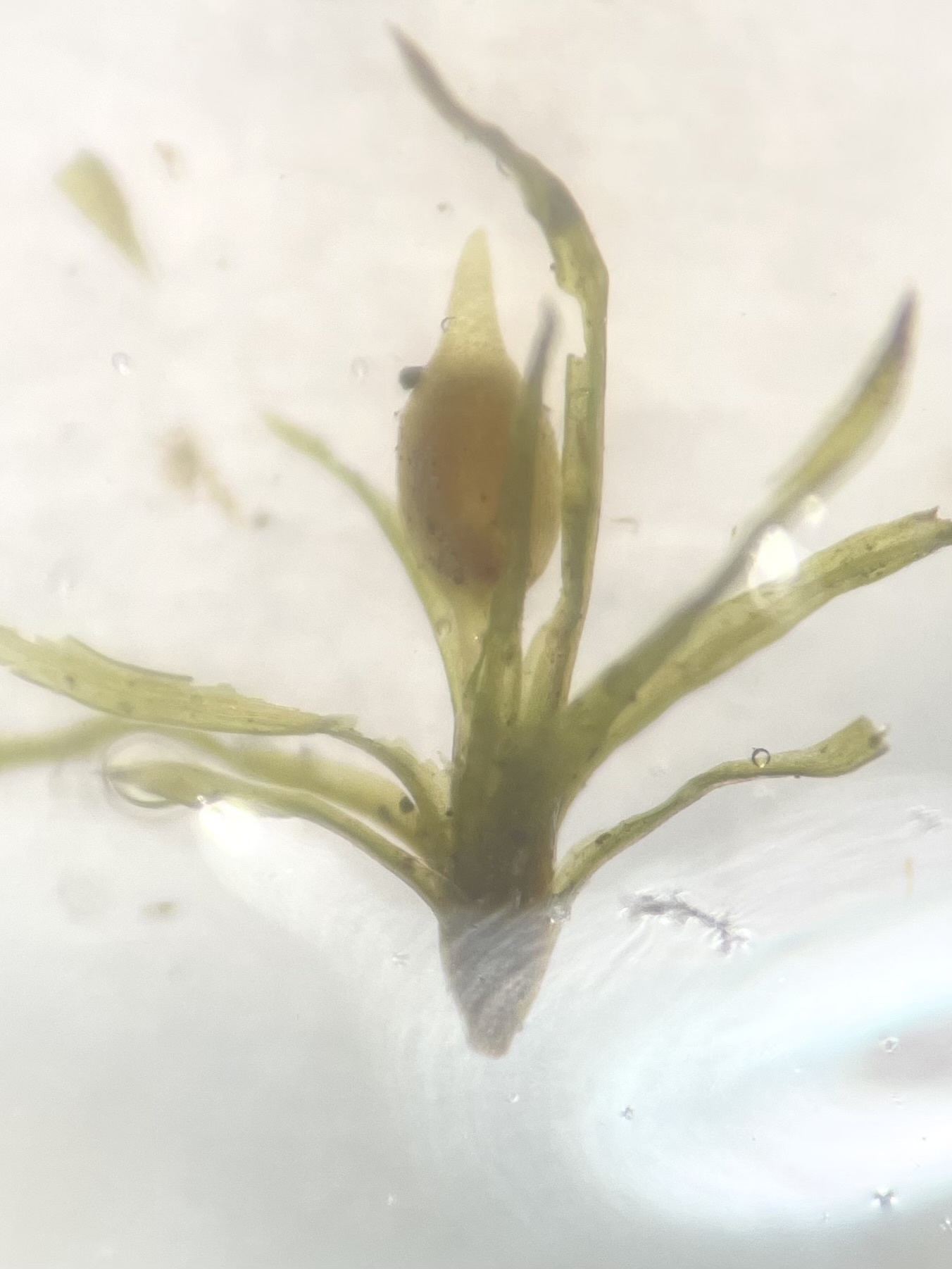 Weissia phascopsis