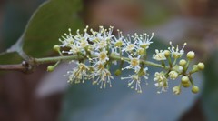 Combretum albidum