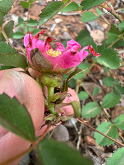Rosa spithamea