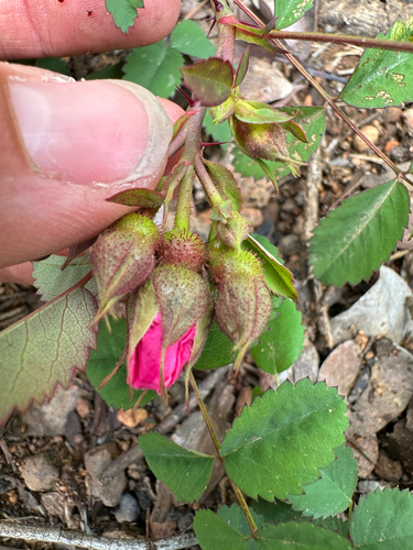 Rosa spithamea, photograph 3