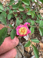 (c) Kyle Elshoff, some rights reserved (CC BY) Rosa spithamea, photograph (c) Kyle Elshoff, some rights reserved (CC BY)