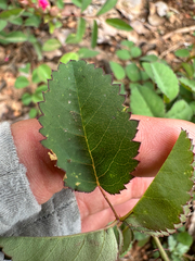 (c) Kyle Elshoff, some rights reserved (CC BY) Rosa spithamea, photograph (c) Kyle Elshoff, some rights reserved (CC BY)