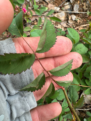 (c) Kyle Elshoff, some rights reserved (CC BY) Rosa spithamea, photograph (c) Kyle Elshoff, some rights reserved (CC BY)
