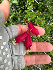 Dichelostemma ida-maia, photograph (c) Kyle Elshoff, some rights reserved (CC BY)