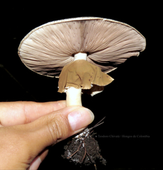 Agaricus endoxanthus