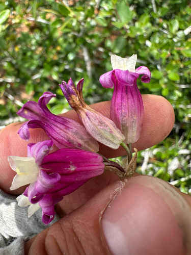 Dichelostemma × venustum, photograph 2