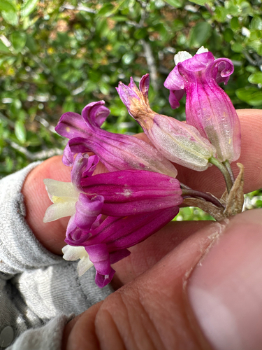 Dichelostemma venustum