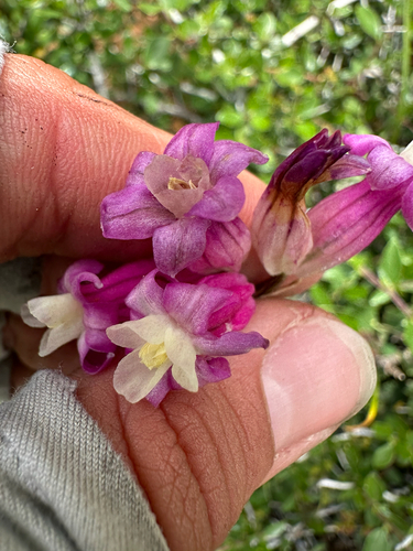 Dichelostemma × venustum, photograph 4