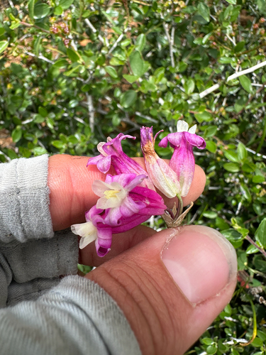 Dichelostemma × venustum, photograph 3