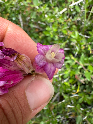 Dichelostemma × venustum, photograph 5