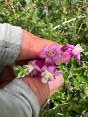 Dichelostemma × venustum, photograph (c) Kyle Elshoff, some rights reserved (CC BY)