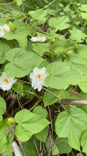 Orangefruit Passionflower