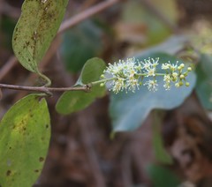 Combretum albidum