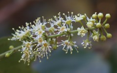 Combretum albidum