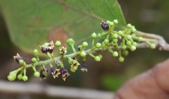 Combretum albidum