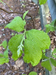 Styrax americanus