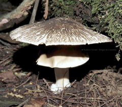Agaricus endoxanthus