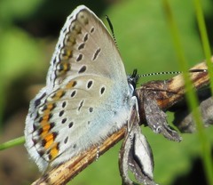 Plebejus idas