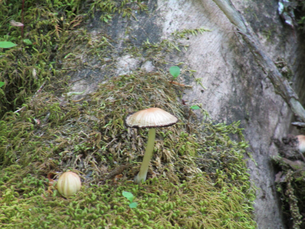 mica cap · May 2026 · photo: Photo: (c) toad-wife, some rights reserved (CC BY) · iNaturalist