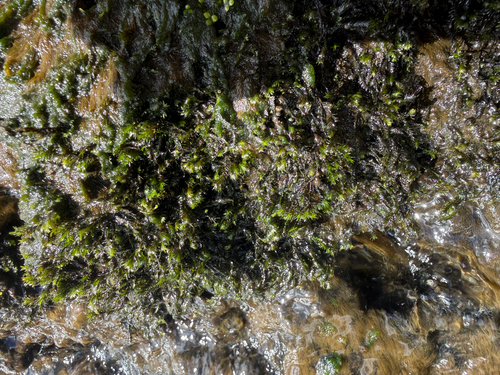 Fissidens rigidulus observed 2026-05-06