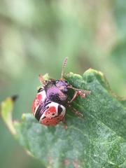 Calligrapha spiraeae