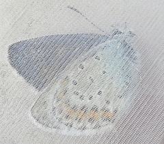Plebejus idas