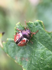 Calligrapha spiraeae