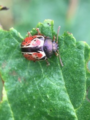 Calligrapha spiraeae