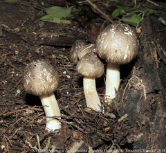 Agaricus endoxanthus