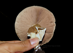 Agaricus endoxanthus