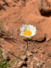 Adenanthellum osmitoides