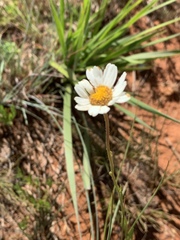 Adenanthellum osmitoides