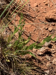 Adenanthellum osmitoides