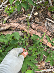 Thermopsis gracilis, photograph (c) Kyle Elshoff, some rights reserved (CC BY)