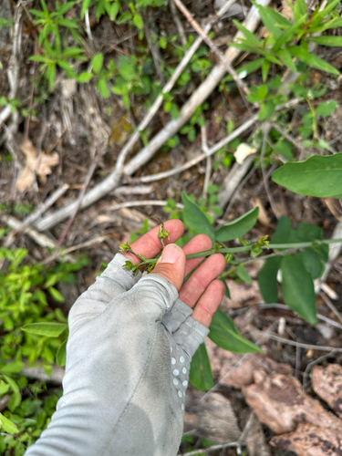 Thermopsis gracilis